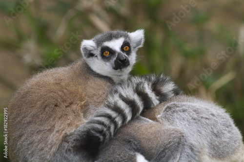 ring-tailed lemur (lemur catta)
