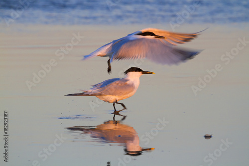 Photography Forster's terns (Sterna forsteri)