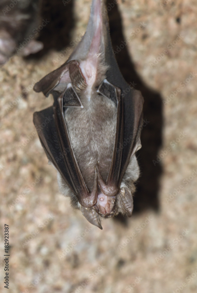 Hanging Vampire Bat Stock Photo | Adobe Stock