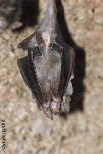 Hanging  Vampire Bat
