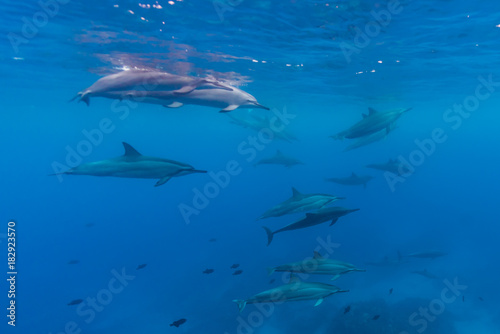 Pod of Dolphins © Melissa