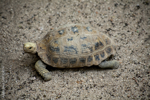 Yellow turtle or Elongated tortoise / One Turtles walking