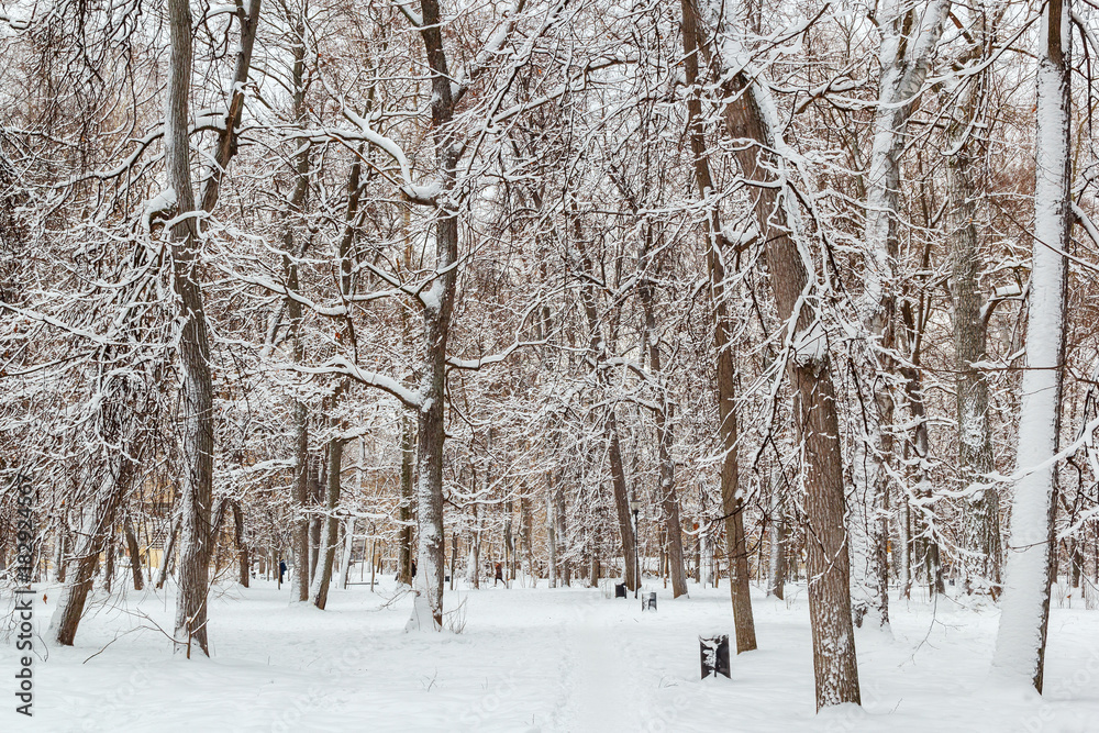 Fototapeta premium Trees in the snow