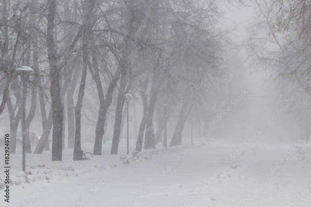 Obraz premium A blizzard in the city park