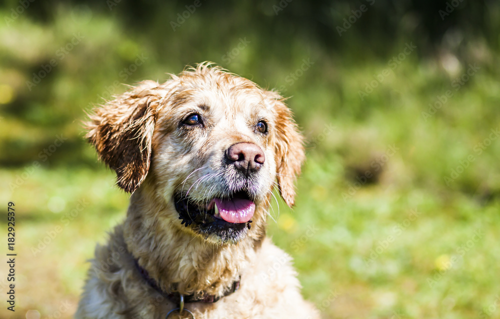 Golden retriever smiling at camera