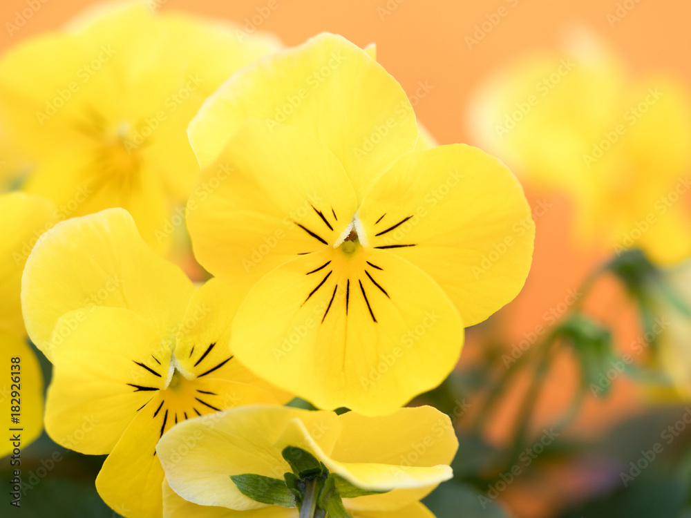 ビオラの花 ビオラの花
