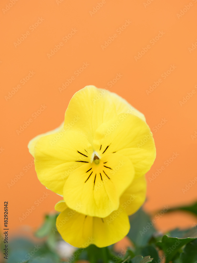 Obraz premium ビオラの花