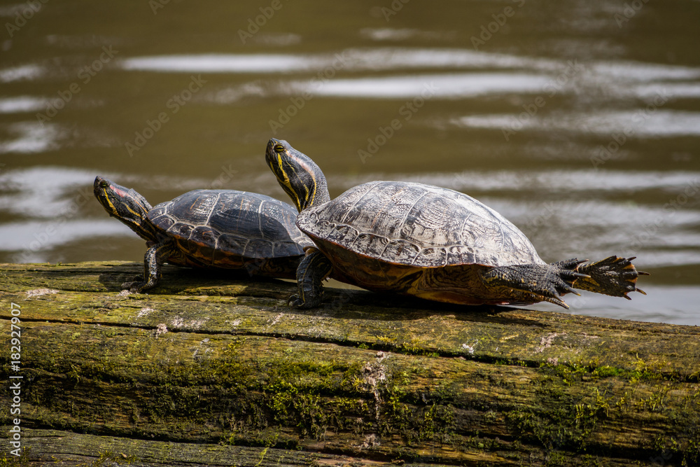 turtles resting on the wood truck in the lake get its back legs stretched turtles resting on the wood truck in the lake get its back legs stretched