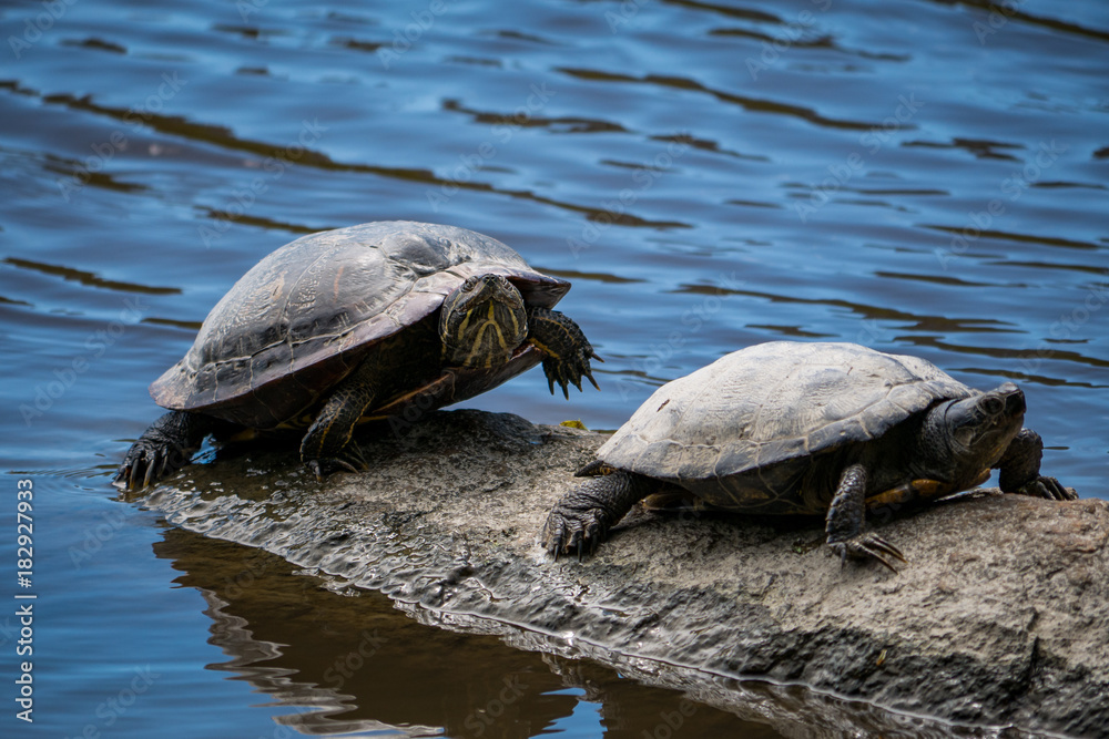 Fototapeta premium two grey turtles resting on the rock in the lake