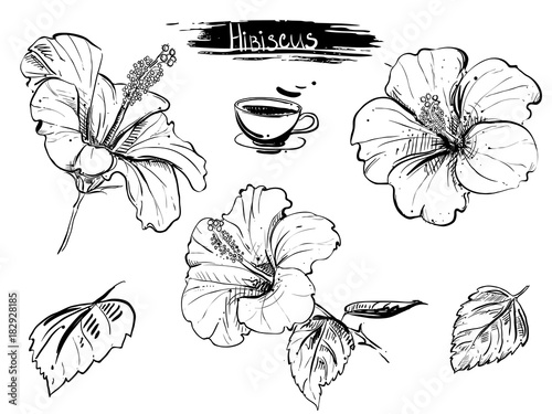 Hand drawn illustration set of hibiscus flowers, branch, leaf. sketch. Vector eps 8