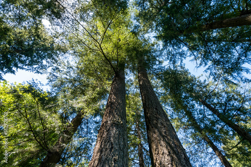 looking up in the forest in front of two huge trees © Yi