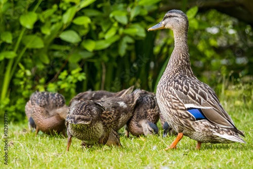 duck mom guarding ducklings on the grass near pond