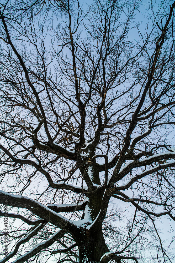 An oak tree at winter background An oak tree at winter background