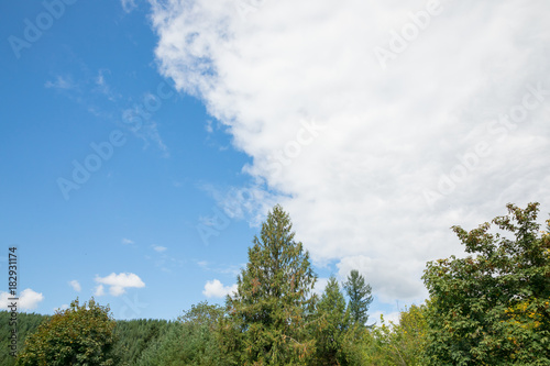 Trees and Sky in Oregon