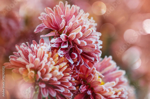 Frozen flowers