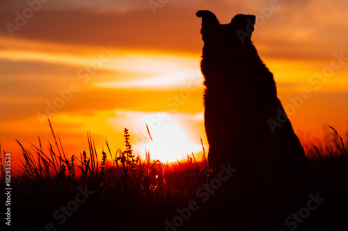 silhouette of the dog at sunset