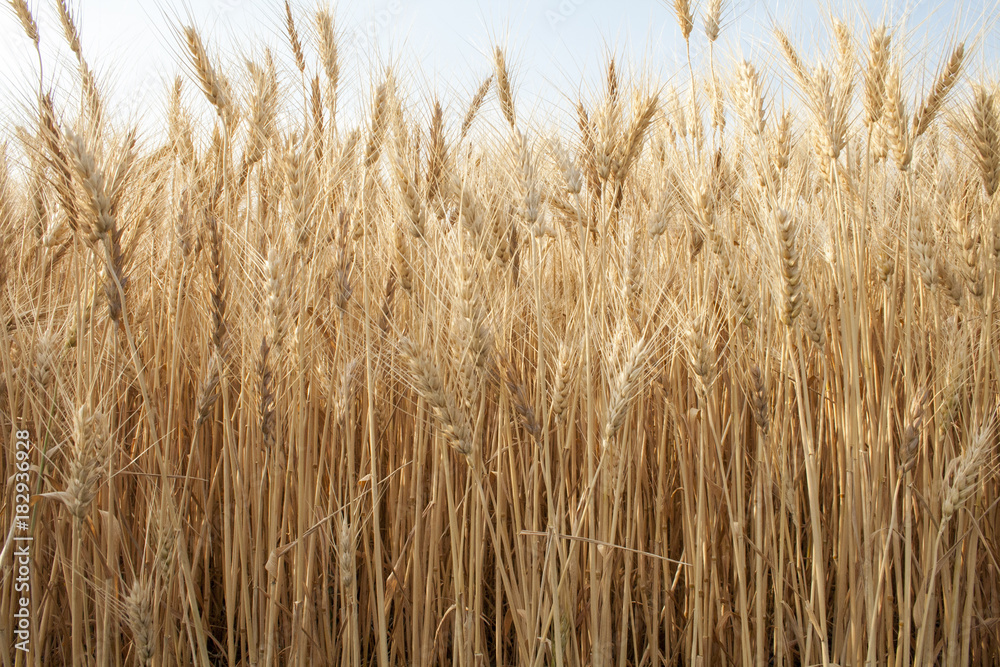 Fototapeta premium Fall Wheat Field