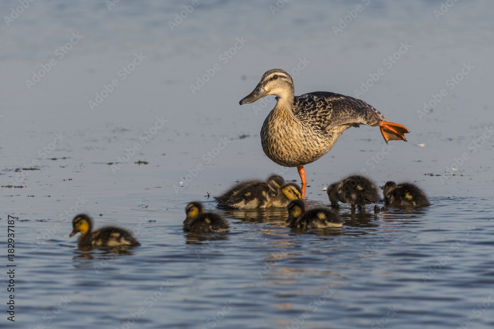 Cane colvert et ses canetons Cane colvert et ses canetons