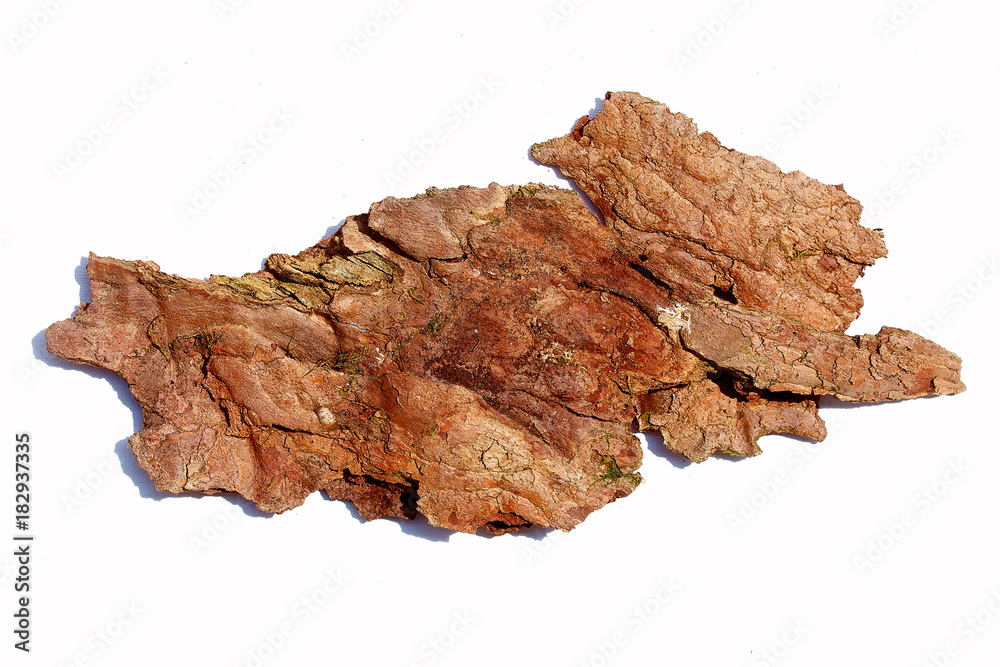 bark of tree on white background. detailed structural pattern.