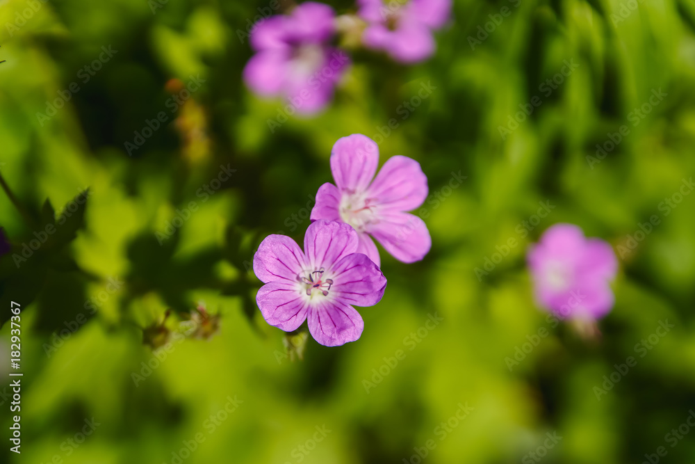 small violet forest flowers small violet forest flowers