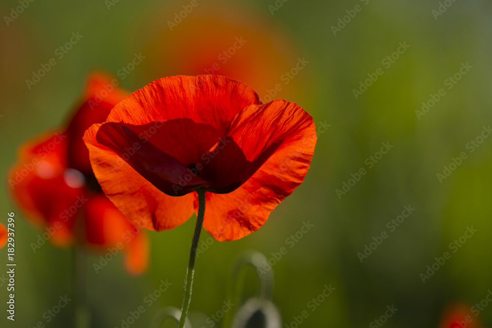 Obraz premium Coquelicots dans un champ de lin en fleurs