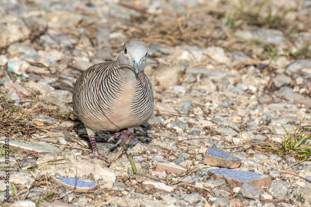 Spilopelia chinensis on leaf, Columbidae, Bird