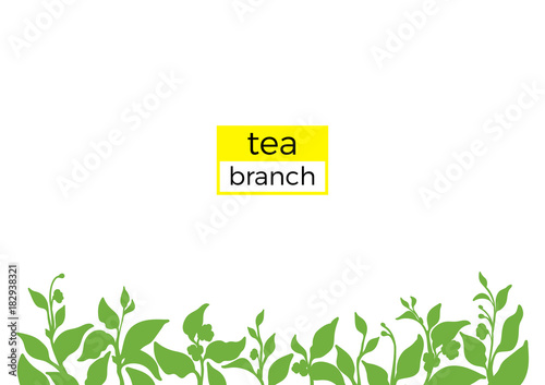 Template of green branch of tea bush. Nature illustration. Vector