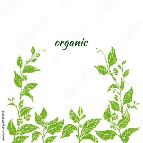 Template of green branch of tea bush. Nature illustration. Vector