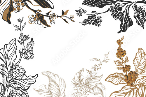 Template of different coffee branches with beans and leaves on white background. Vector collection. Sketch