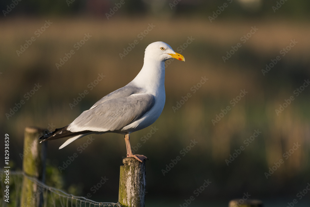 Goéland argenté - Larus argentatus - European Herring Gull Goéland argenté - Larus argentatus - European Herring Gull