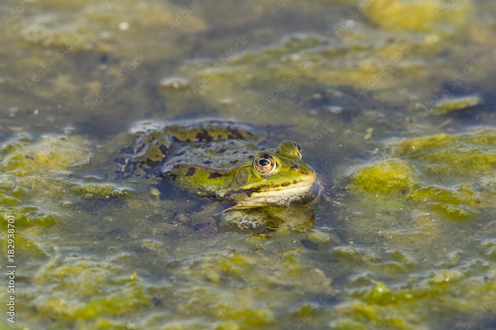 Grenouille verte,grenouille commune,Rana klepton esculenta Grenouille verte,grenouille commune,Rana klepton esculenta
