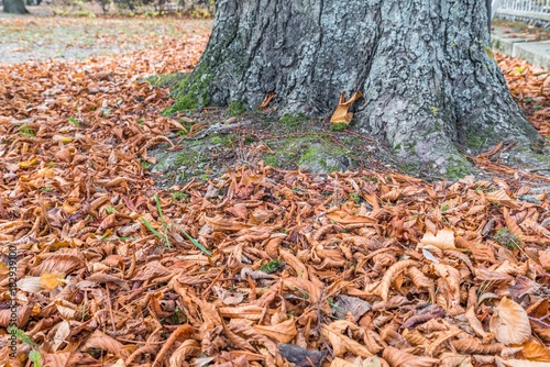 Blätter und Laub eines Kastanienbaumes im Herbst, Deutschland