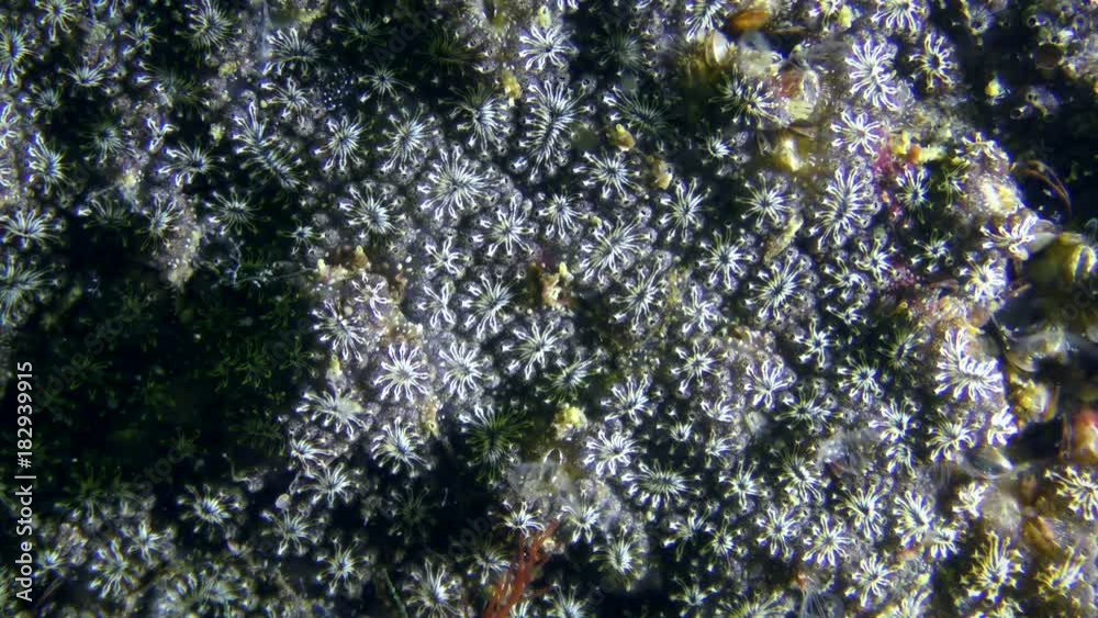 General view of the colony Golden Star Tunicate (Botryllus schlosseri), side light.
General view of the colony Golden Star Tunicate (Botryllus schlosseri), side light.
