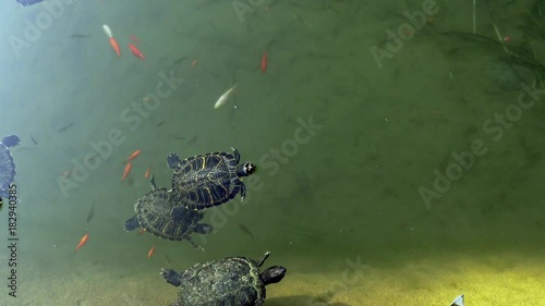 4K Napoli, Parco della villa Floridiana. Piccolo laghetto con pesci e tartarughe appartenenti al genere Trachemys.  photo