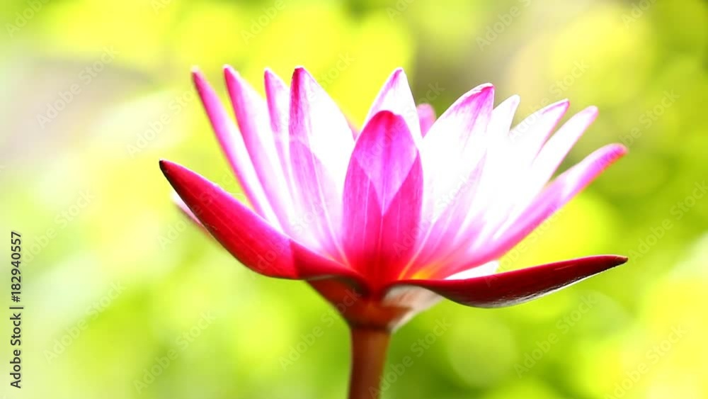 Pink lotus in pond Pink lotus in pond