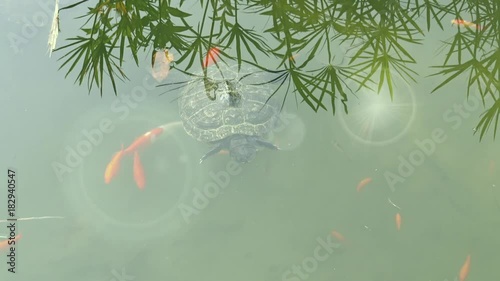 4K Napoli, Parco della villa Floridiana. Piccolo laghetto con pesci rossi e con tartarughe appartenenti al genere Trachemys.  photo