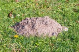 Close up of a molehill on a meadow