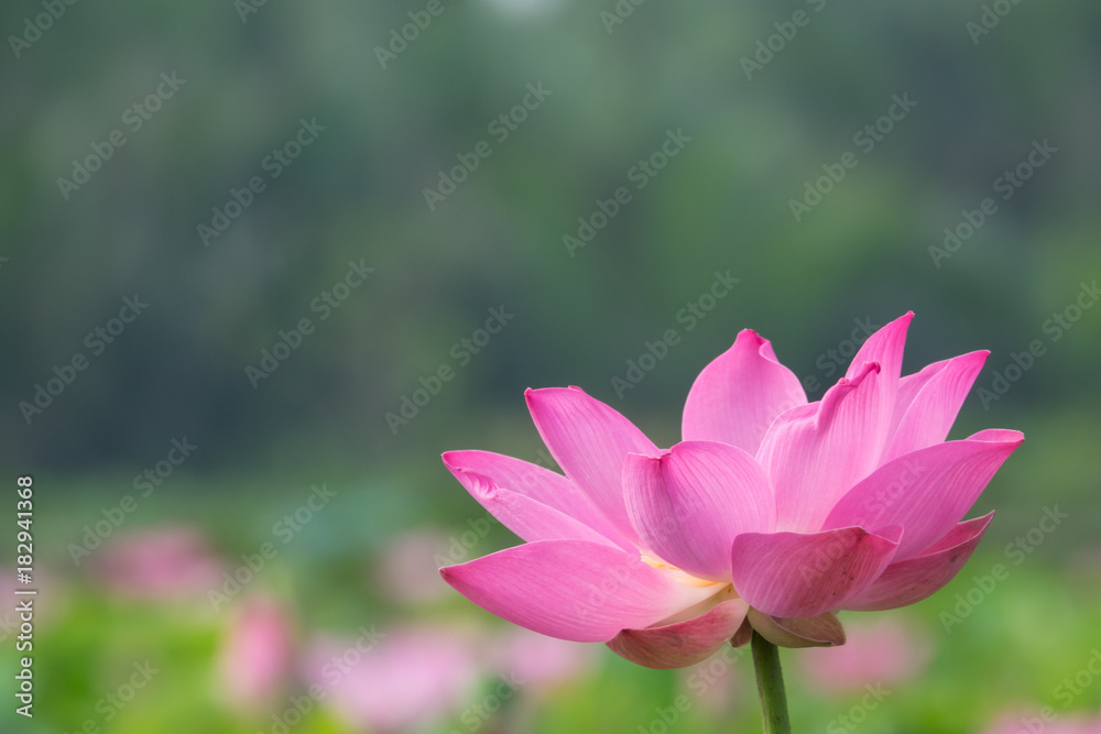 A lotus flower. The background is the lotus leaf and pink lotus flower and lotus bud. Viet Nam A lotus flower. The background is the lotus leaf and pink lotus flower and lotus bud. Viet Nam