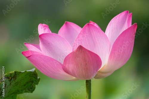 Beautiful flowers background. Beauty blossom white lotus flower  a yellow pistil with green leaf background in a pond in the early morning