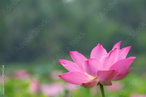 A lotus flower. The background is the lotus leaf and pink lotus flower and lotus bud. Viet Nam