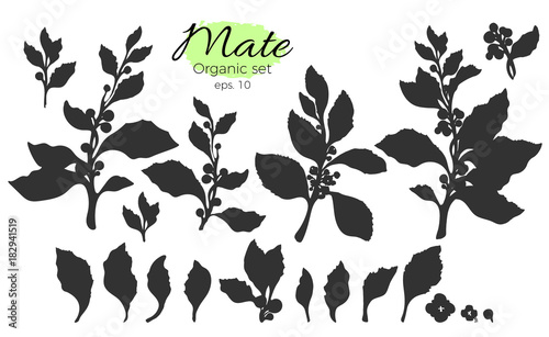 Vector collection of silhouette branches. Shape organic set
