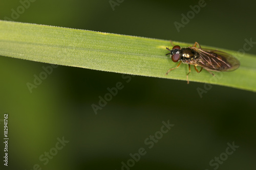 gold fly on a piece of grass