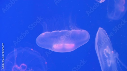 Jellyfish dance in the water photo