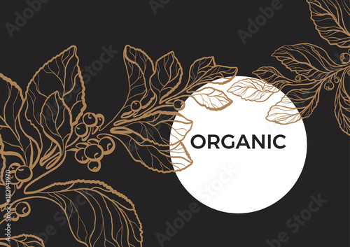 Vector nature template of mate branch. Floral art line illustration