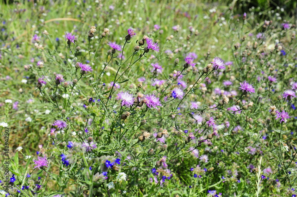 Purple flowers Purple flowers