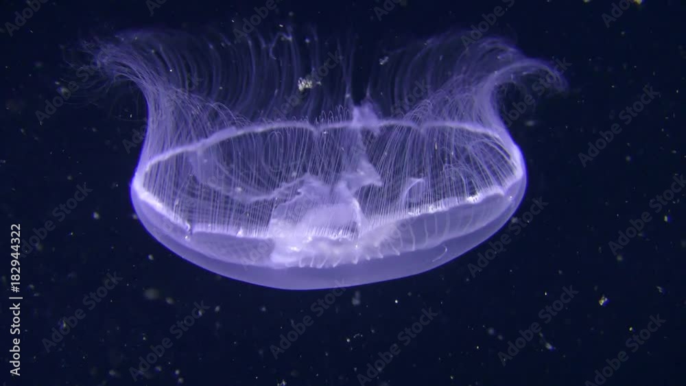Jelly-fish (Aurelia aurita) slowly floats on a dark background of the water column saturated with plankton.
