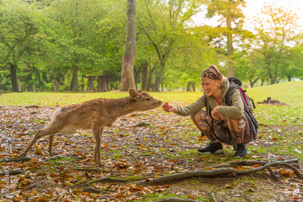 Fototapeta premium Crouched travel woman feeds a small Nara deer in a Japanese park at sunset. Female enjoying a popular wild deer wildlife in a public park of Nara, Unesco Heritage town. Tourism in Japan.