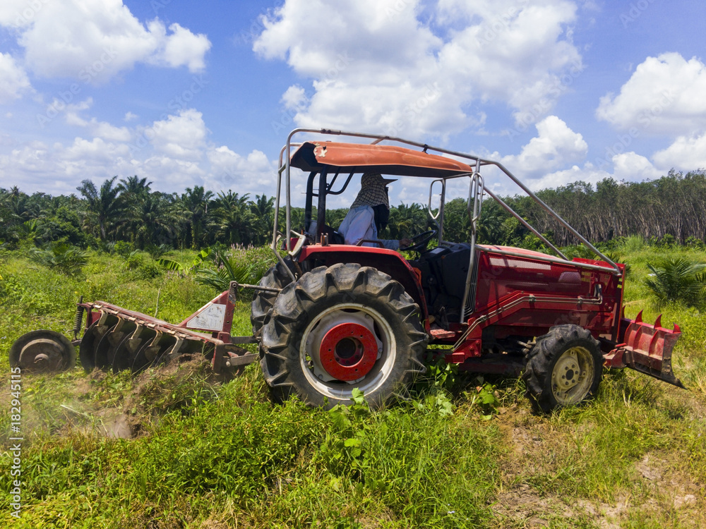 The gardener is driving a pushcart to adjust the area of the oil palm plantation to make it suitable for planting other plant between rows of palm trees. The gardener is driving a pushcart to adjust the area of the oil palm plantation to make it suitable for planting other plant between rows of palm trees.