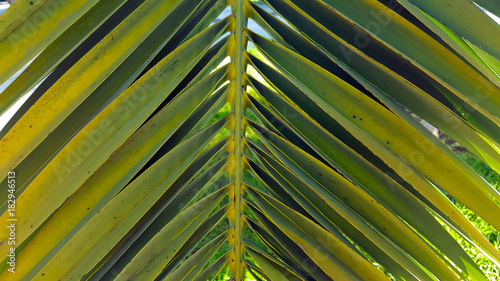 Vivid green palm leaf frond set against a clear blue sky.