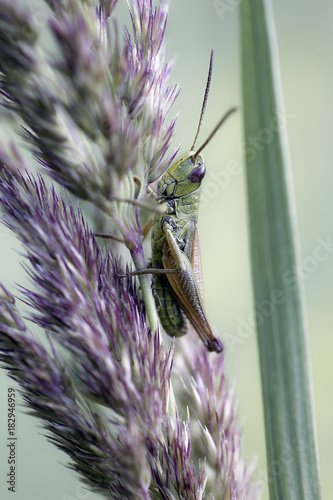 Small locust sits on plant, green background photo